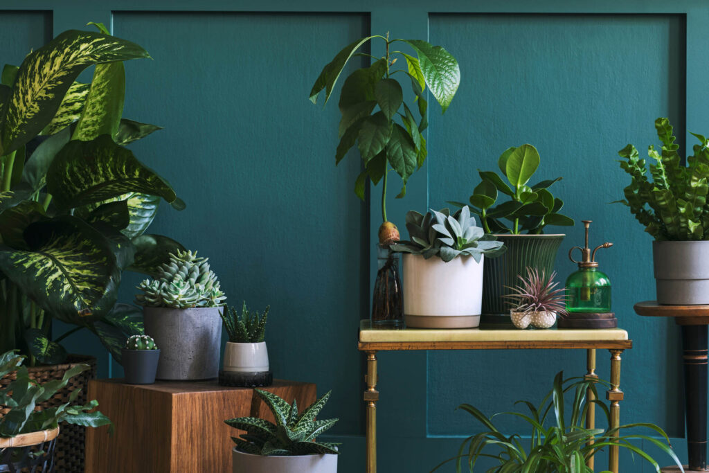 Beautiful plants, cacti, succulents, air plant in different design pots