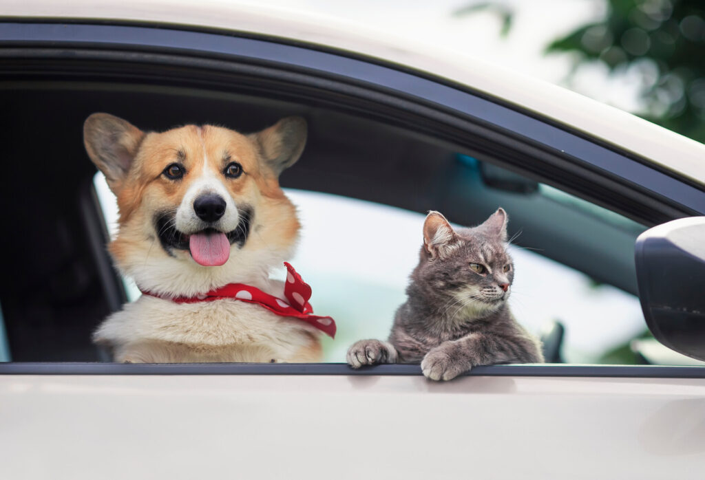 Cat and dog in the car