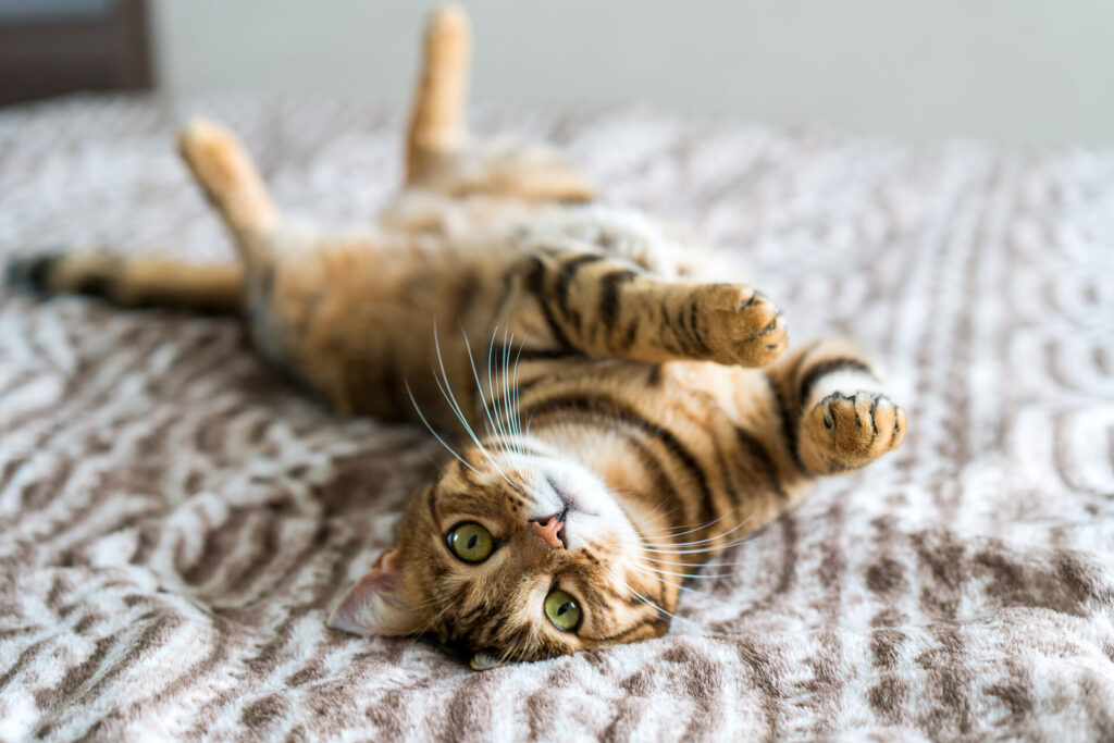 Cute bengal cat living in the new, modern apartment