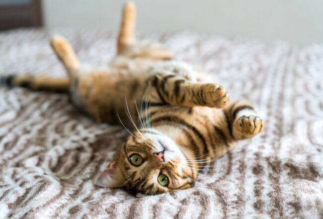 Cute bengal cat living in the modern apartment