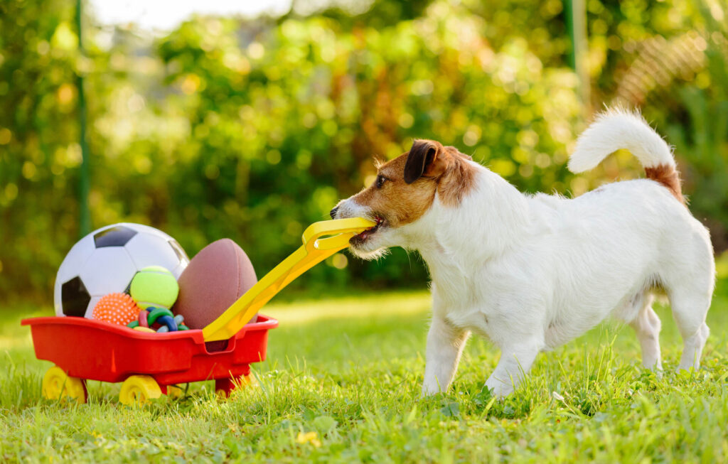 Dog with pet toys