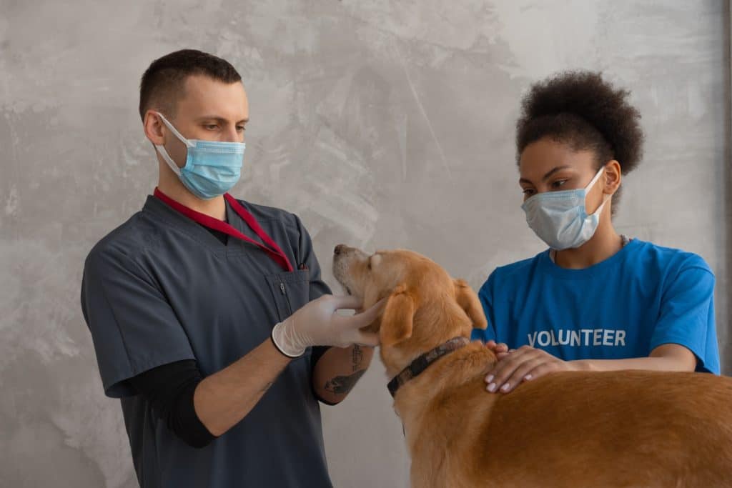A veterinarian examining a pup