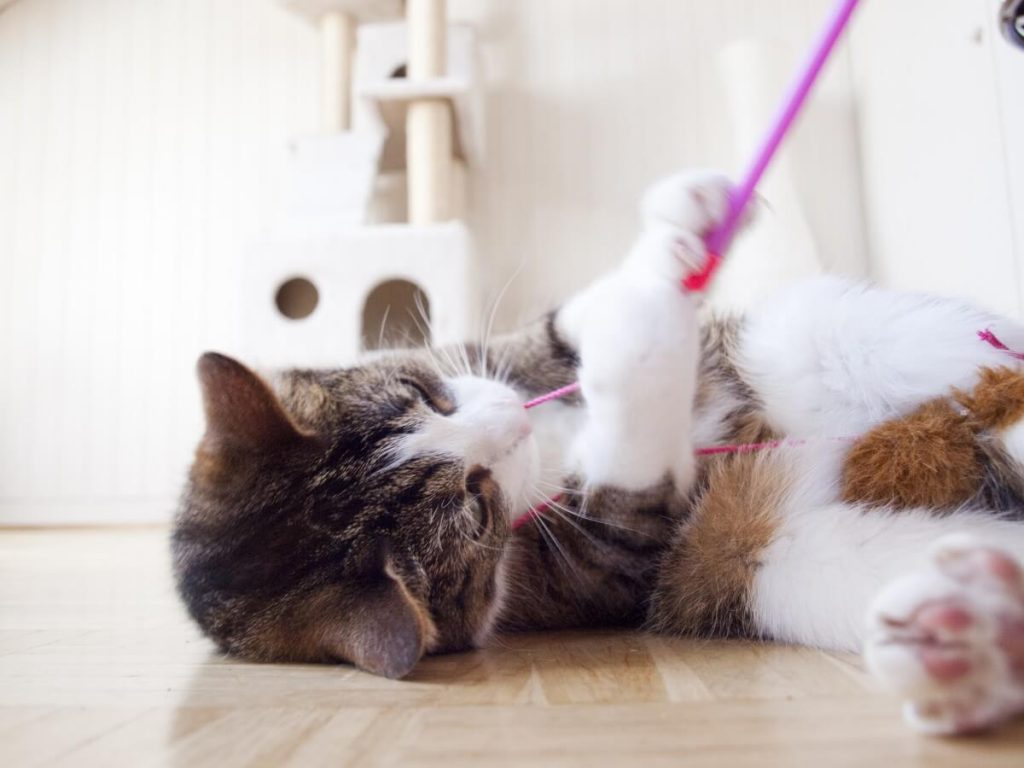 Kitten is playing around