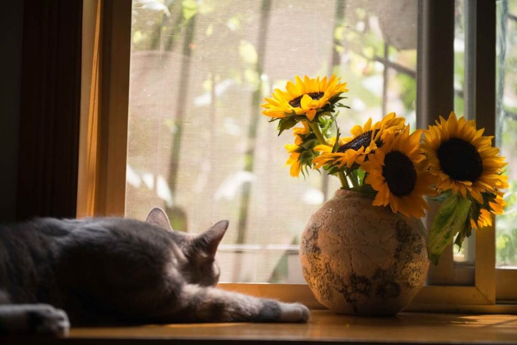 A kitten by the window