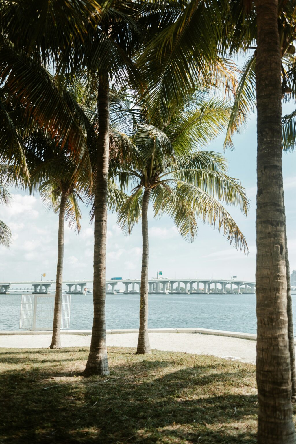 A row of tropical palm trees next to a body of water in Miami.